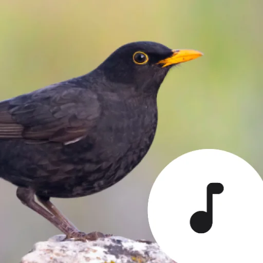 Blackbird Sounds ডাউনলোড করুন – প্রকৃতির সুরের সেরা অভিজ্ঞতা