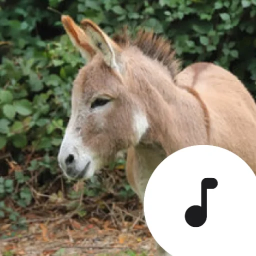 Donkey Sounds ডাউনলোড করুন – সেরা গাধার ডাকের সাউন্ডবোর্ড