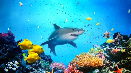 The Shark ডাউনলোড করুন – সেরা হাঙর শিকারের গেম এখন খেলুন - Screenshot 1