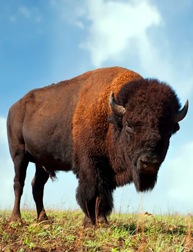 Buffalo and Bison Sounds ডাউনলোড করুন – সেরা রিংটোন সংগ্রহ - Screenshot 1